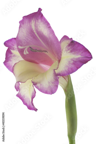 Obraz na płótnie gladiolus