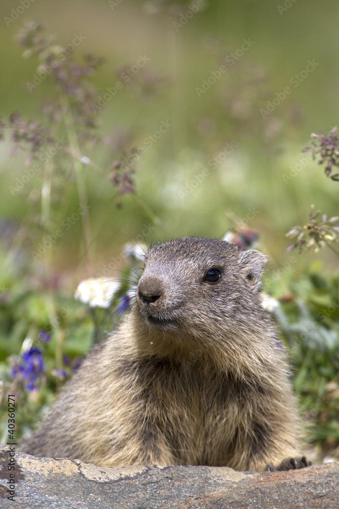 portrait of puppy marmot portrait of puppy marmot