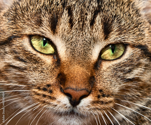 tabby cat. portrait of yellow-eyed tabby cat