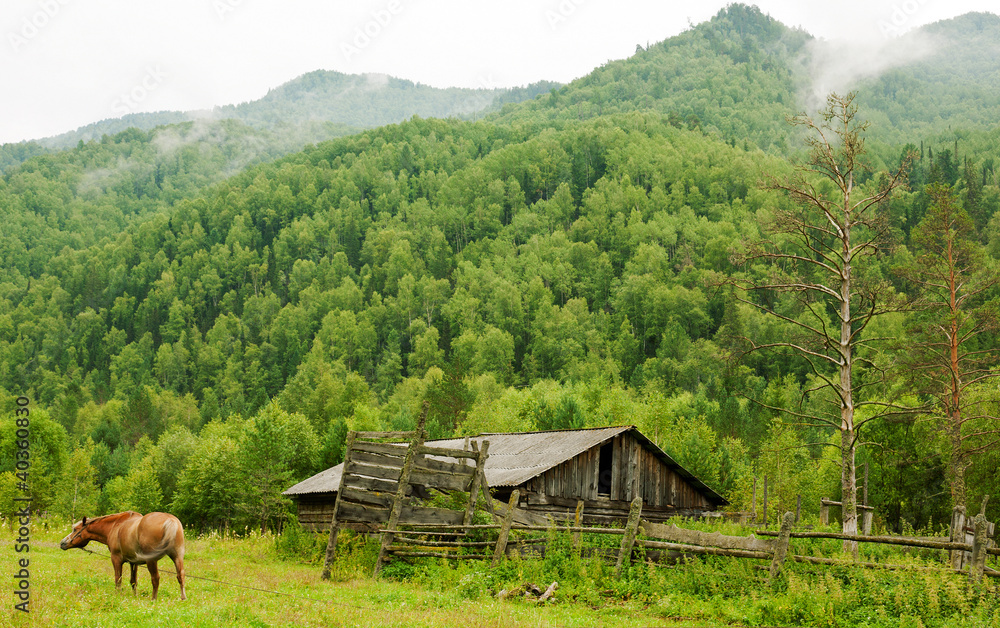 mountains landscape with horse. Altai, Siberia