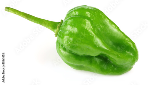 World hottest Bhut Jolokia chili pepper