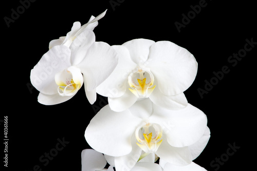 Orchidee Blüten weiß auf schwarz
