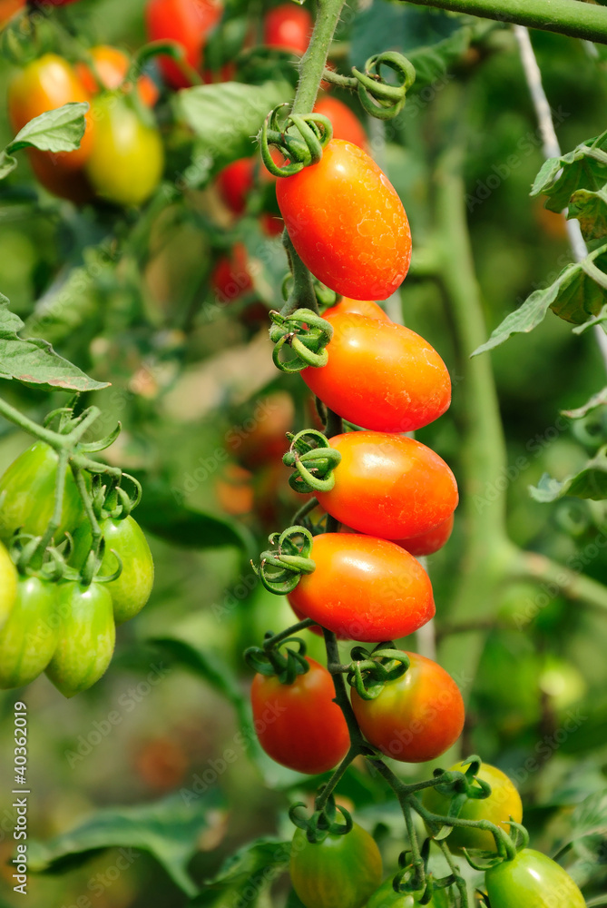 Fresh ripe tomatoes on the plant
