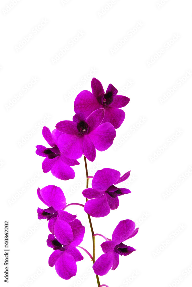 Violet orchid isolated on white background Violet orchid isolated on white background