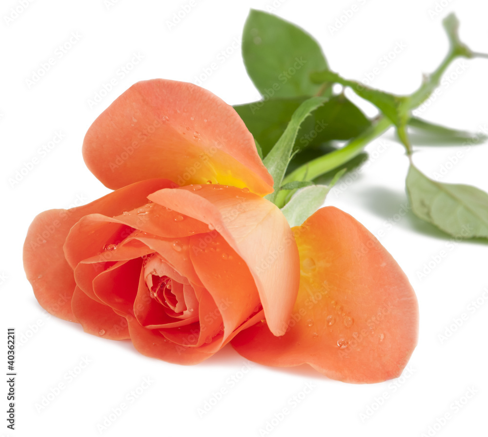 Beautiful golden rose on white isolated background Beautiful golden rose on white isolated background
