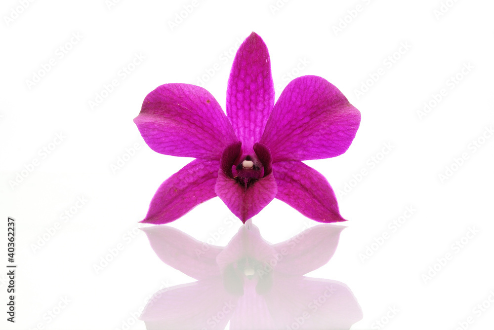 Violet orchid isolated on white background Violet orchid isolated on white background