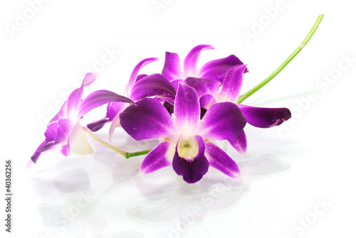 Violet orchid isolated on white background