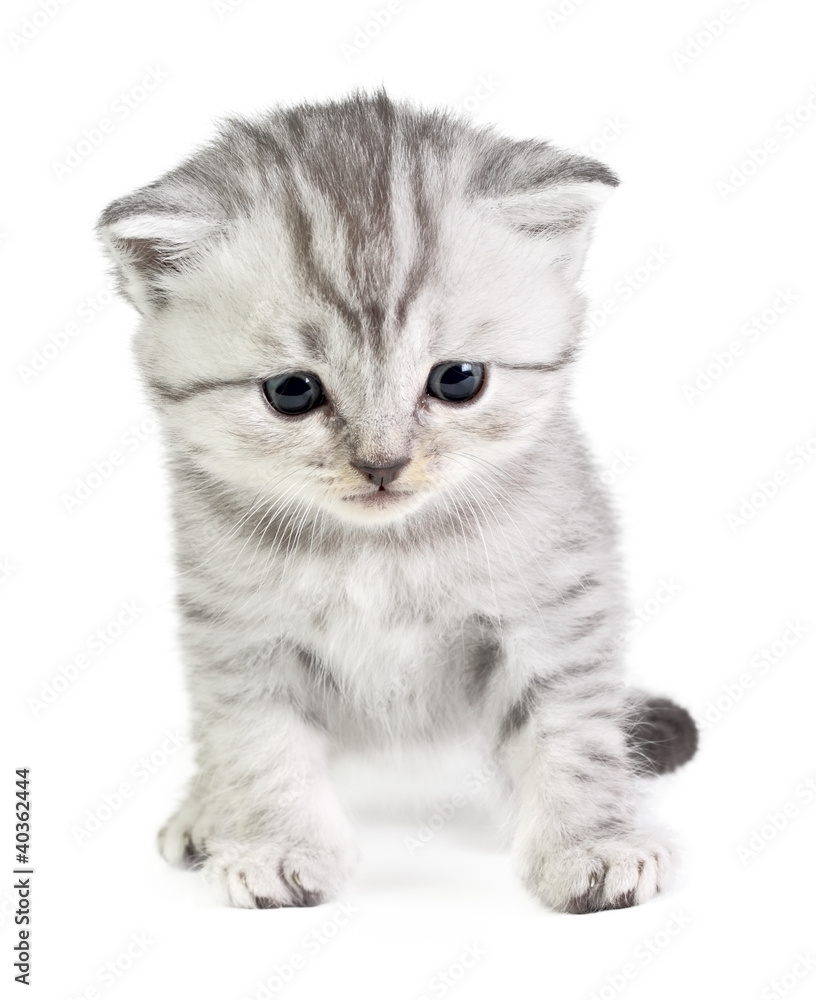 Obraz premium Little kitten sitting