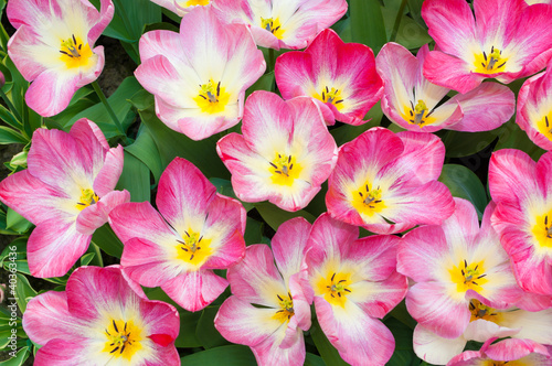 pink tulips