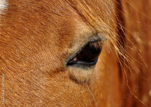 Le regard d'un cheval © milachka
