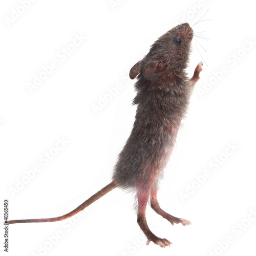 wild gray mouse rat stands on its hind legs sniffing isolated (c