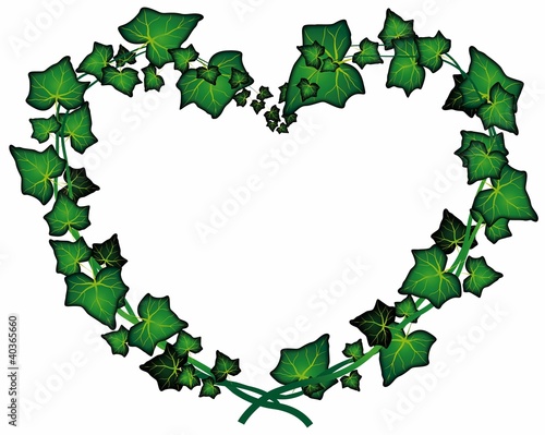 Cuore di edera