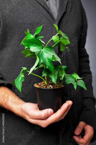 plant in a pot with a hand