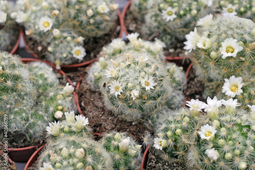 variety of succulents and catcus on sale from the florist photo