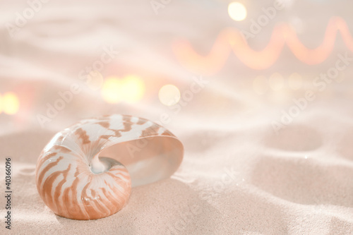 nautilus shell on beach sand and tropical golden sun light with