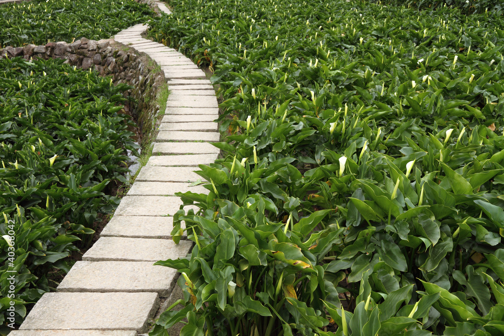 Stone path through a lily meadow
