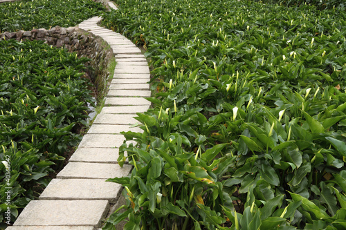 Obraz na płótnie Stone path through a lily meadow w salonie