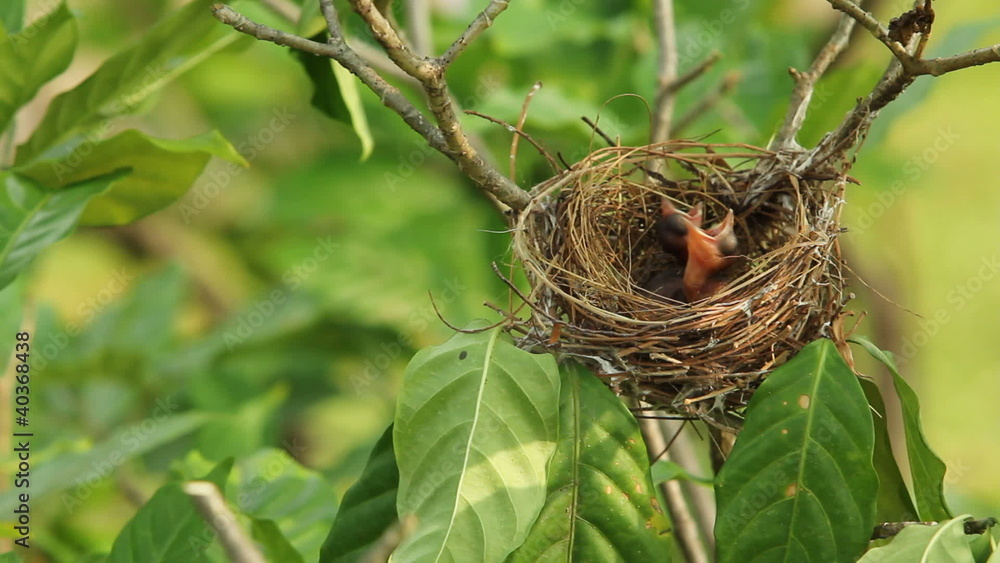 Two hungry baby Robins in a nest Two hungry baby Robins in a nest