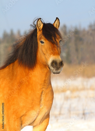 arab stallion in winter