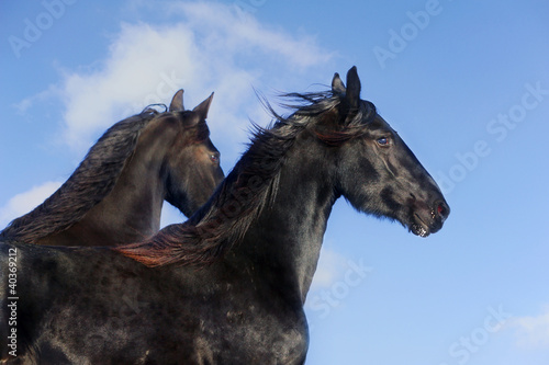 frisian horses © Mari_art