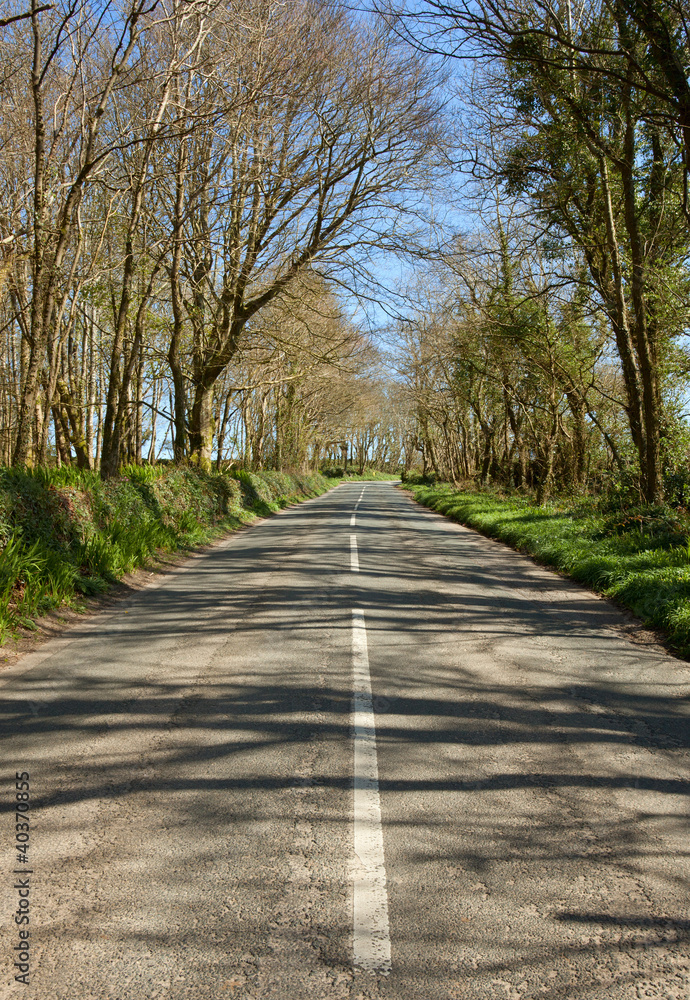 An English country road through trees, the B3315 in Cornwall.