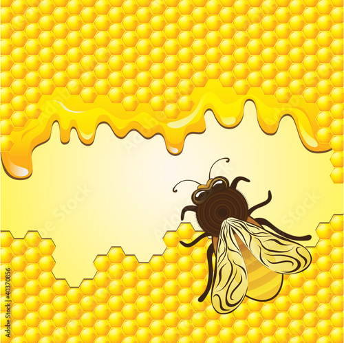 Vector bee and honeycombs
