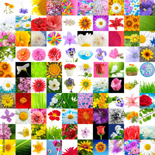 Fototapeta Naklejka Na Ścianę i Meble -  Big Collection of Flowers (Set of 100 Images)