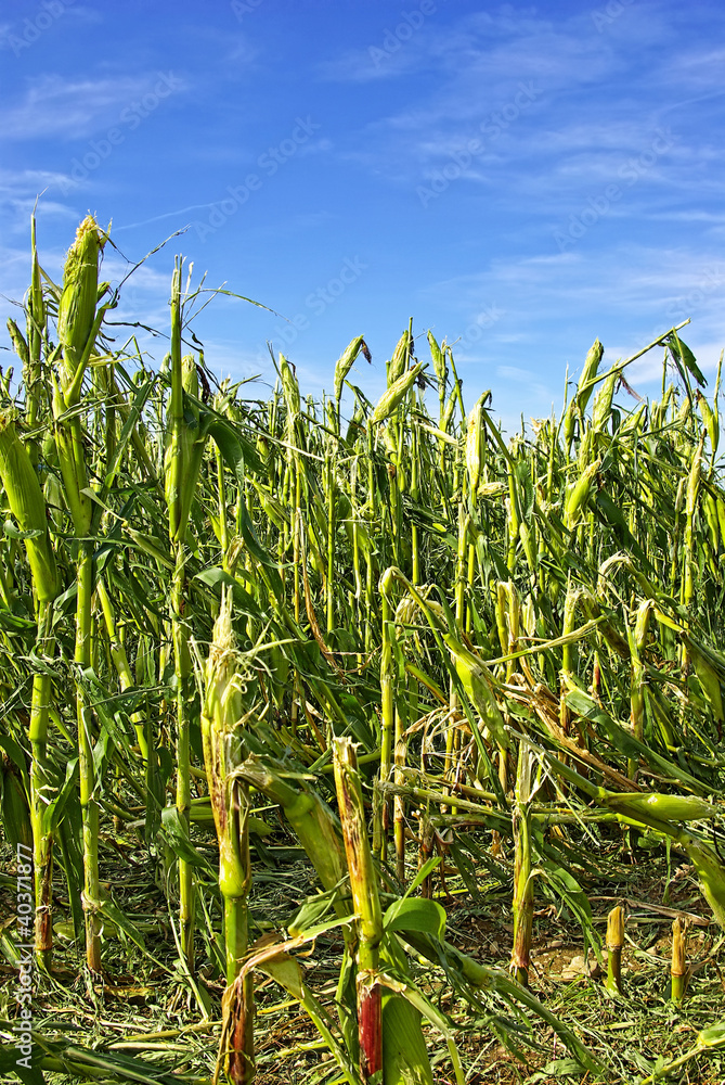 Fototapeta premium Hail Damaged Cornfield