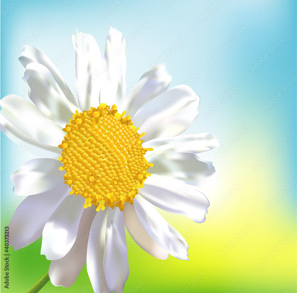 Naklejka premium Single chamomile flower