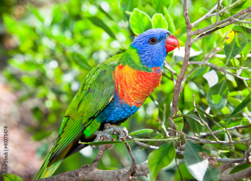 Australia beautiful lorikeets on branch