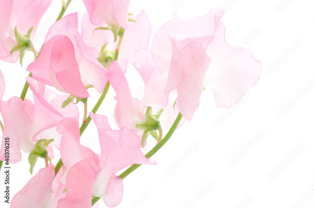 ピンクのスイートピーの切り花 Stock 写真 Adobe Stock ピンクのスイートピーの切り花 Stock 写真 Adobe Stock