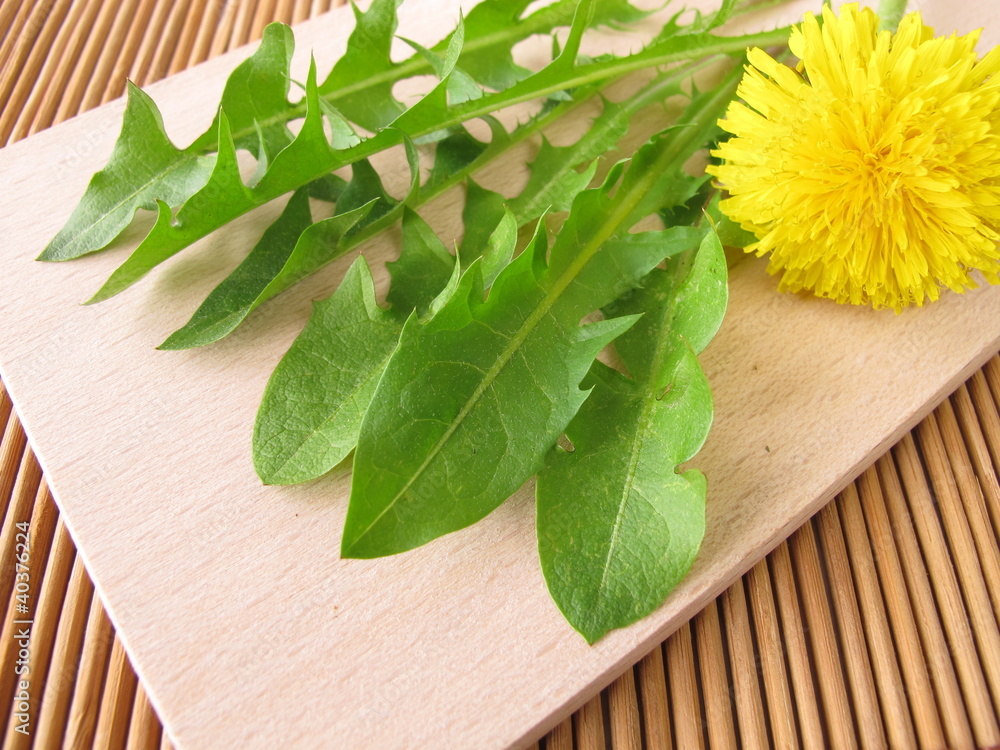 Frischer Löwenzahn für Salat Frischer Löwenzahn für Salat