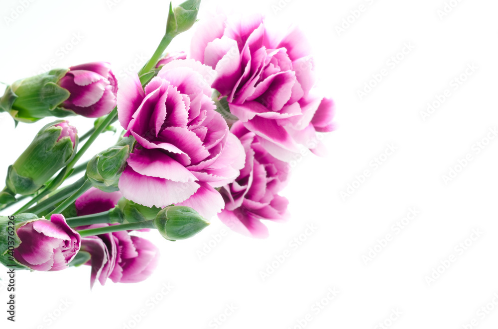 紫のグラデーションのカーネーションの花束 紫のグラデーションのカーネーションの花束
