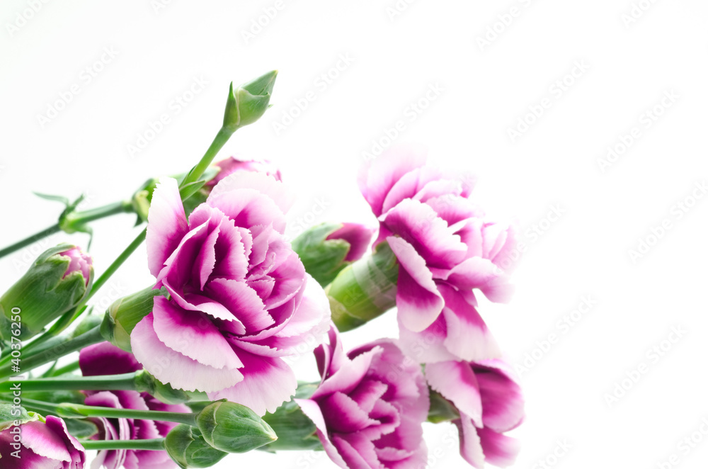 紫のグラデーションのカーネーションの花束