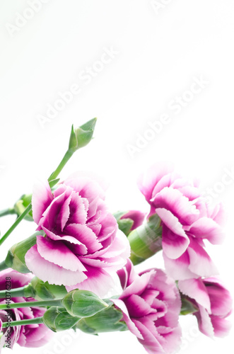 紫のグラデーションのカーネーションの花束