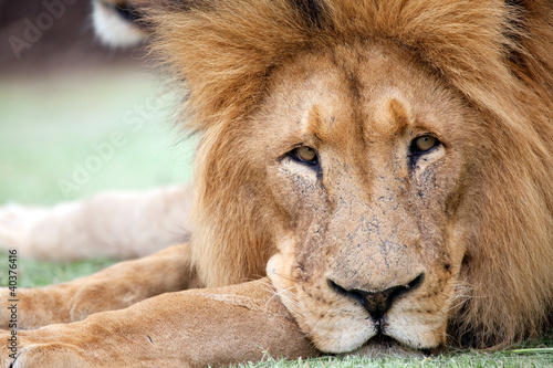 Fototapeta Naklejka Na Ścianę i Meble -  Löwe