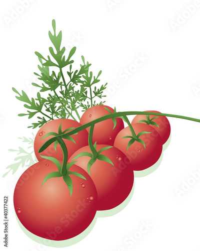 vine tomatoes