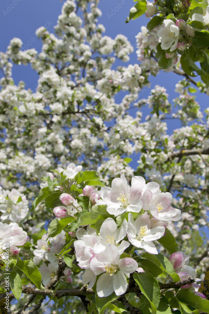 frühling frühling