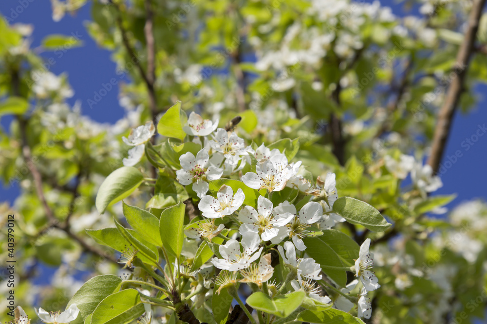 apfelblüte in bad feilnbach apfelblüte in bad feilnbach