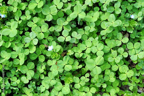 green clover backgrounds with small flowers
