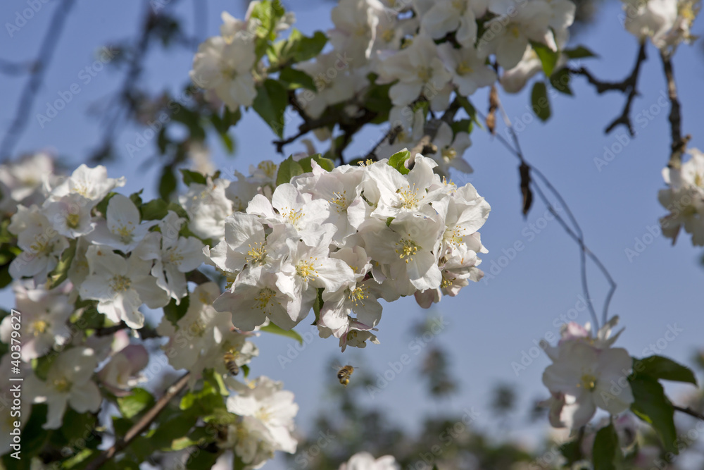 Obraz premium apfelblüte in bad feilnbach