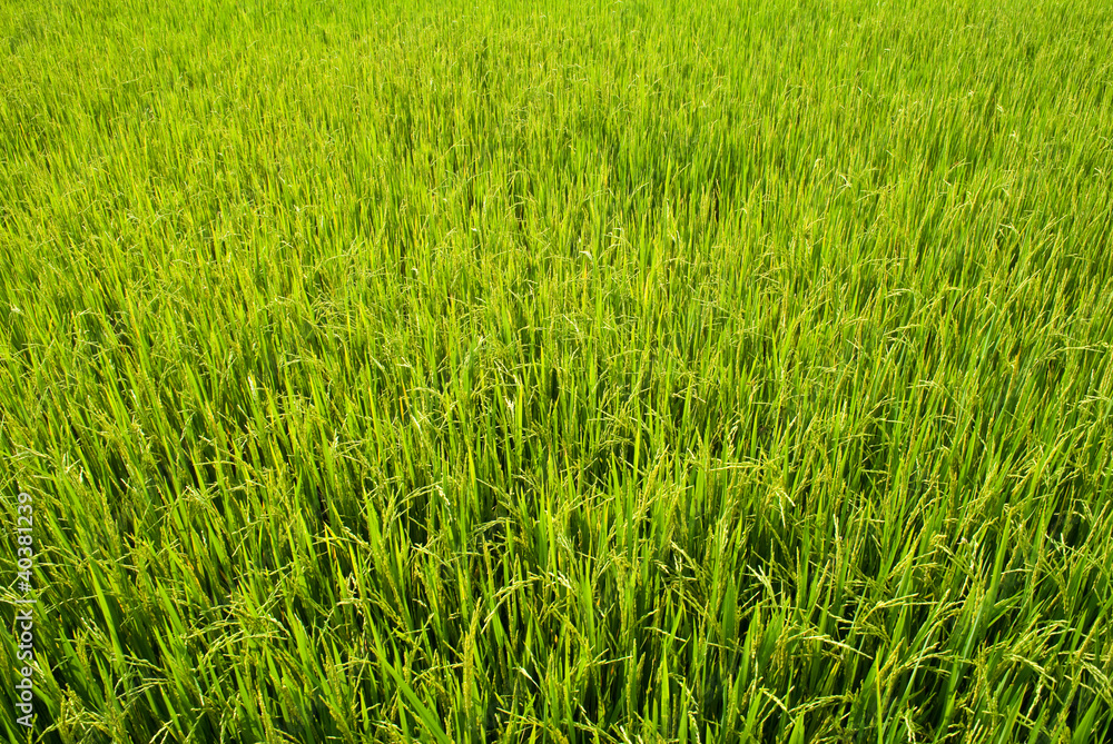 Ripening rice in a paddy field .