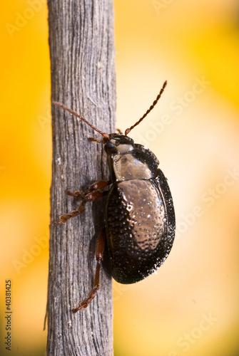 beetle photo