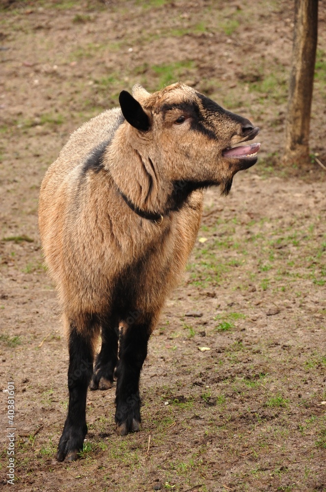 Fototapeta premium Ziege