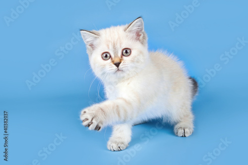 Little kitty on blue background © mdmmikle