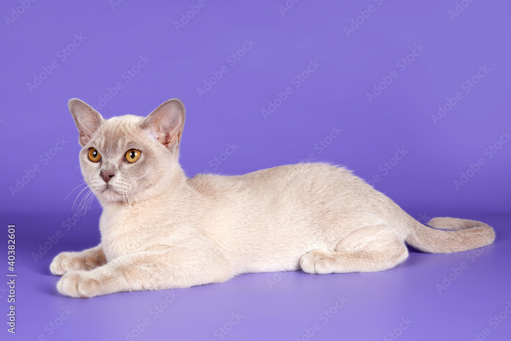 Burmese cat on purple background