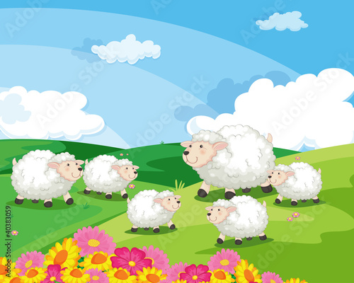 sheep in a field in new zealand