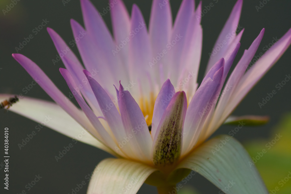 beautiful lotus
