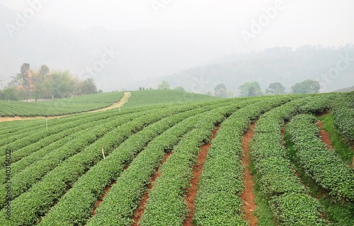 Tea plantation.