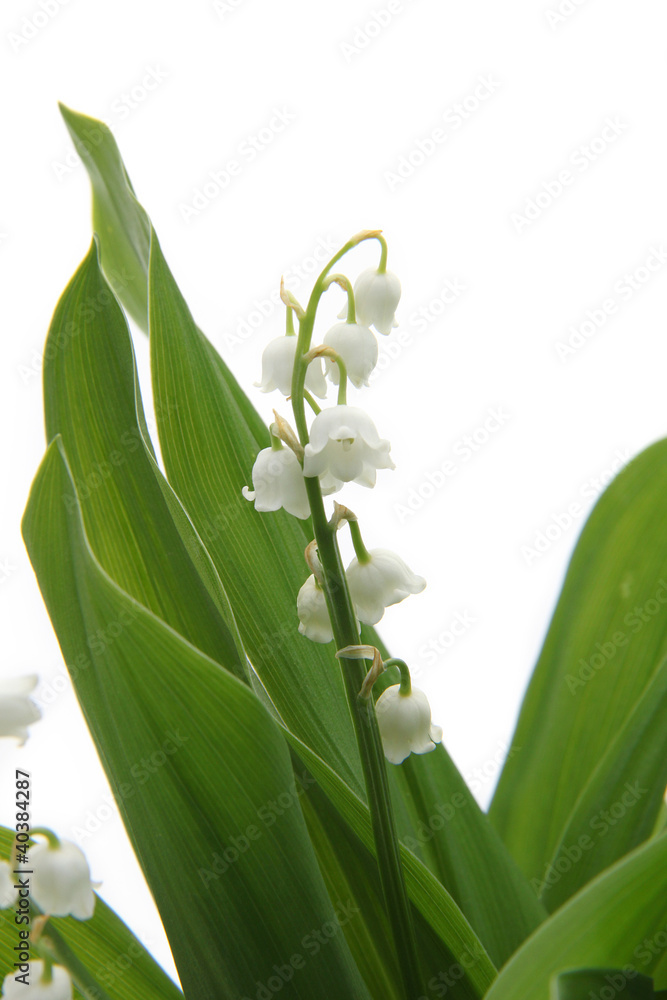 Obraz premium Muguet